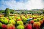Private Tour Everland Theme Park Full Day from Seoul