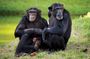 Day Tour Ol Pejeta Conservancy and Chimpanzee Sanctuary