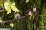 Lake Gatun Nature Cruise Panama Canal Experience
