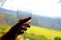 Sip and Savor : A Perfect Half day Wine Escape to Stellenbosch