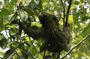Guided Walking Sloths Observation