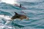 Dolphin Watching & Sandboarding | Port Stephens Tour from Sydney