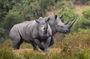 2 Day Safari Tour From Cape Town: Botlierskop & Buffelsdrift