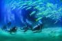Cabo San Lucas Certified 2-Tank Dive at the Arch and Land's End