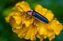 Bohol: Private Firefly Watching Cruise