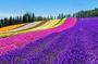 Furano & Biei Customised Private Day Tour (Up to 15 Pax/11 Hours)
