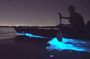 Holbox Bioluminescence: Night Kayak & Stargazing Eco Tour