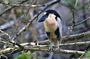 Bird Watching Tour Huatulco HT