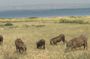 3 Day Murchison Falls NP Wildlife Tour, Chimps & Rhino Tracking.