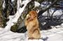 Atlas Mountains, Morocco: Ifrane, Azrou, Monkey Forest, Full Day Tour from Fez