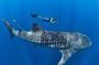 Oslob Whale Shark Snorkeling & Pescador & Sardine Run & Turtle