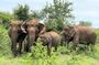 Udawalawe Safari With Hotel Pick-up & All Transfers -Private Tour