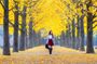 All Day Private Make your own plan tour to Nami Island and others
