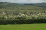 Discover Chianti Through its Wines