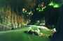 Lipica Stud Farm & Skocjan Caves from Trieste