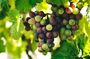 Lisbon Region Wine Tour: Mafra & Ericeira + Hotel Pick-Up