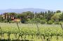Private Lucca Wine Tour with Lunch and Tastings