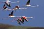 Flamingo Route