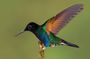 HUMMINGBIRD EXPEDITION - Searching for the cloud forest jewels.