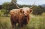 Glencoe and Scottish Highlands In A Day