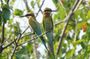 Negombo to Muthurajawela Wetlands Eco Birdwatching Boat Tour