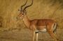 1 Day shared Safari Trip to Mikumi Np from Dar es salaam by Train
