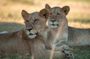 One Day Akagera Wildlife Safari