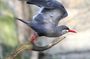 Birdwatching & Landscaping Tour in Lima