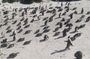 Cape of Good Hope and Penguins Full Day Tour from Cape Town