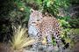 Yala Safari - Fully Private Tour - With Hotel Pick-up & Transfers