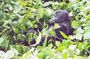 3 Days Gorilla Trekking Safari