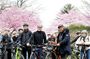 Washington DC Cherry Blossoms By Bike Tour