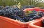 Ferrari & Balsamic Vinegar: Emilia-Romagna Day Trip