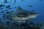 Ultimate Shark Encounter Two Tank Dive at The World Famous Beqa Lagoon