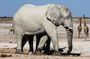 3 Days Etosha National Park