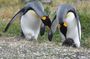 Navigation to the Penguins island - USHUAIA - Beagle Channel