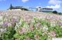 Awaji Loved by Fragrance Scented 1 Day Bus Tour from Osaka