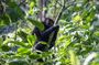 From Kigali: 1-Day Uganda Gorilla tracking experience