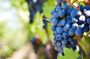 Temecula Wine Tasting Package