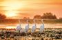 Danube Delta Private Tour from Bucharest - 2 Days tour