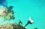 Private Full Day Catamaran to Ile aux Cerfs & Lobster BBQ lunch
