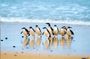 Phillip Island: Golden Hour Penguin Express Tour w/ Island Pickup