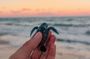 Bali Horse Riding and Turtle Release at Saba Beach