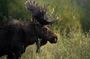 Half-Day Grand Teton Wildlife Safari Private Tour