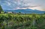 Transportation to Etna Wine Tasting from Messina