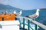 Kyoto/Osaka: Amanohashidate & Ine Funaya & Ine Bay Day Tour