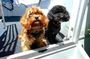 Dogs on Deck Harbour Cruise