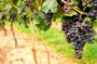San Francisco Shore Excursion: Napa & Sonoma Full-Day Wine Tour