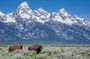 Grand Teton Wildlife Safari Tour