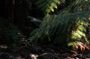 Melbourne Redwood Forest & Dandenong & Warburton day tour